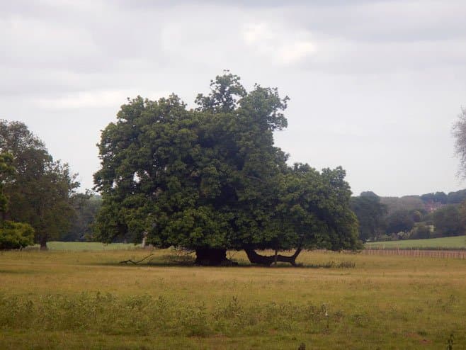 Veteraanboom in Engeland